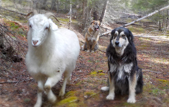 "Someone please let the human know this goat isn’t one of us!"  Photo: Terri Smith