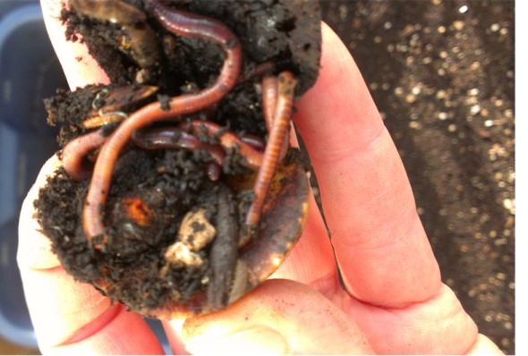 Mature E. fetida earthworms breaking down an avocado pit. 