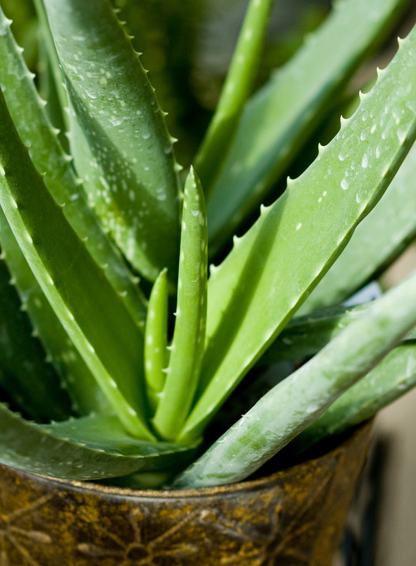 Aloe Vera plant.  Photo: Andrew Rivett frogphoto.com