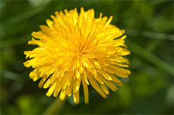 WR-dandelion